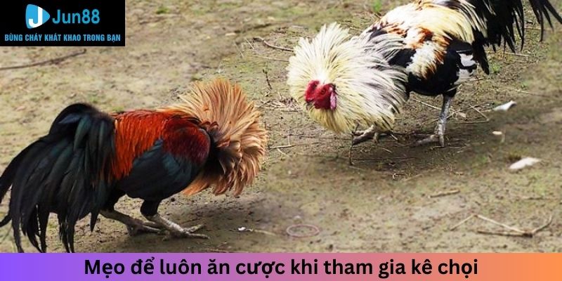 Mẹo để luôn ăn cược khi tham gia kê chọi