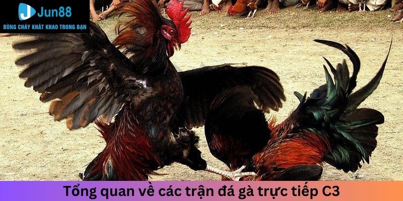 Sơ lược về các trận đá gà trực tiếp C3