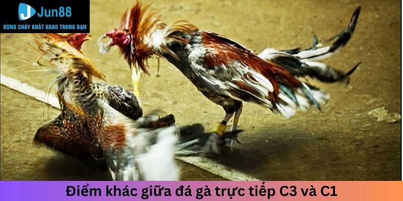 Điểm khác giữa đá gà trực tiếp C3 và C1