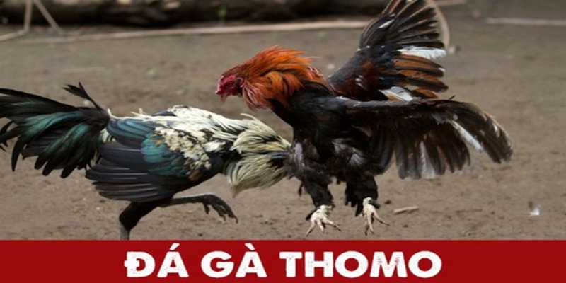 Thông tin về đá gà Thomo